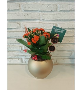 Kalanchoe Gold Saksıda Ögretmenler Günü